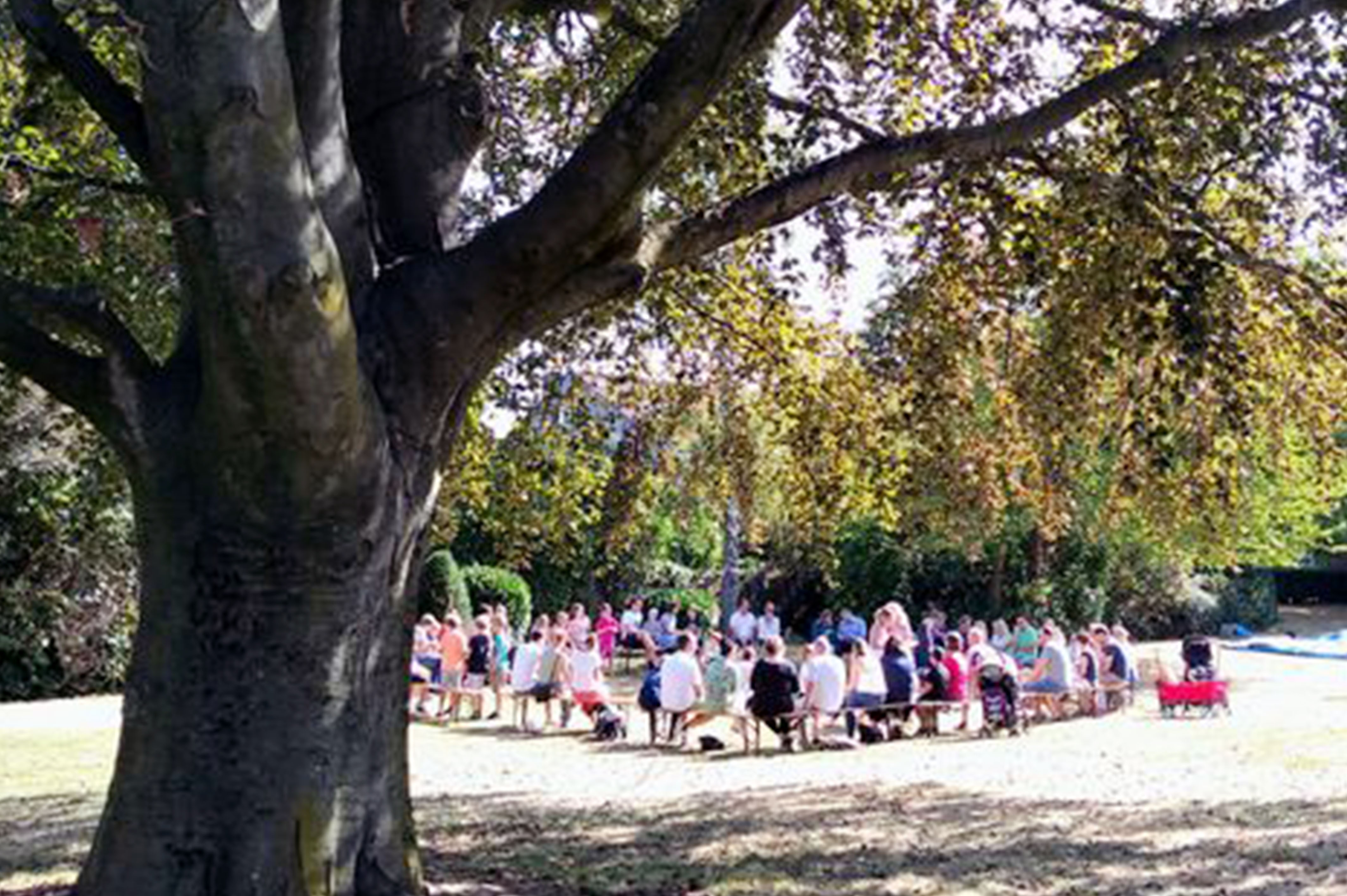 Großer Baum, Menschen versammelt, Veranstaltung im Freien, Schatten, sonniger Tag.