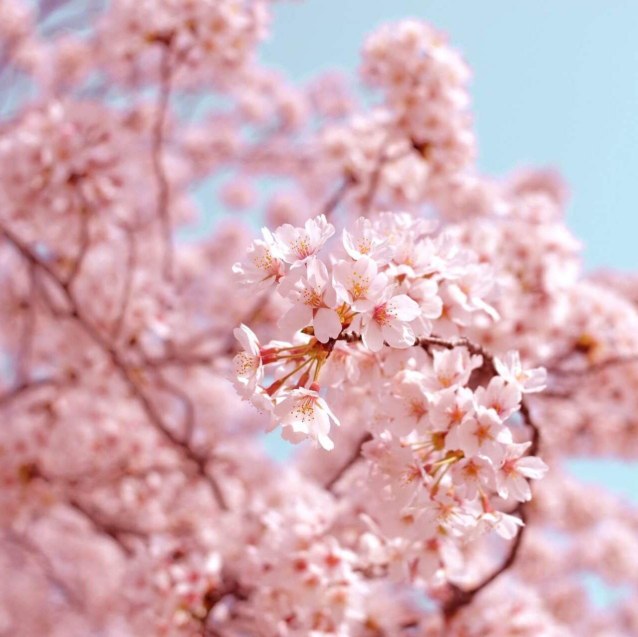 Zarte rosa Kirschblüten blühen reichlich vor klarem blauem Himmel.