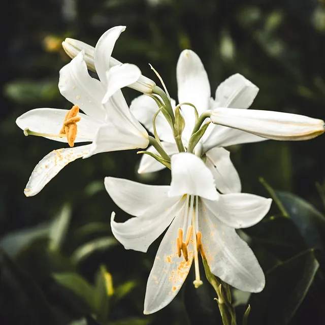 Elegante weiße Lilien mit grünen Stielen, symbolisieren Reinheit und Erneuerung.